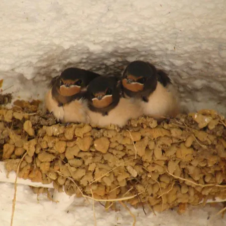 Lugar Andorinhas * Olhos de Αgua